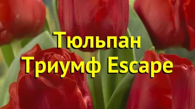 Тюльпан Escape в интернет магазине Украфлора