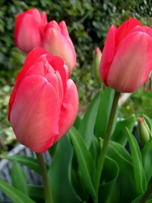 Red triumph tulips (Tulipa) Escape bloom in a garden in April Stock Photo -  Alamy