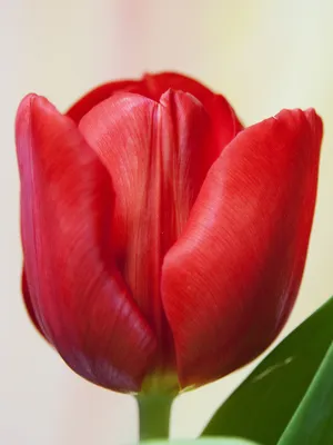 Tulipa Triumph Escape