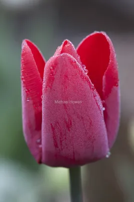 Tulipa escape (liliaceae) | Royal Botanical Garden of Madrid… | Flickr