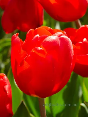 Tulip ''Escape'' in bloom in a garden Stock Photo - Alamy