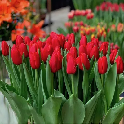 jub tulipa escape (10sts) - Tuincentrum Pelckmans