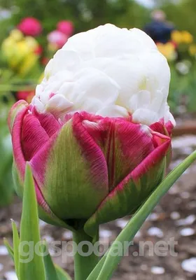 Букет из роз Свит Эскимо - заказать доставку цветов в Москве от Leto Flowers