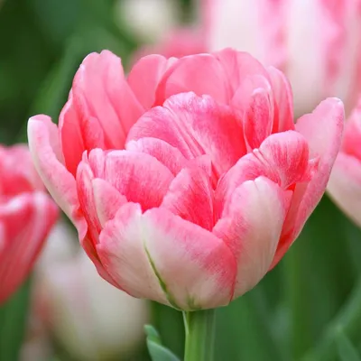 Tulip Double Early Foxtrot - 20 bulbs - Longfield Gardens