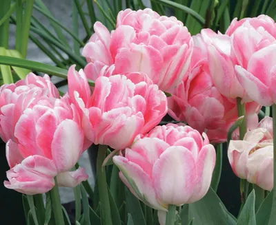 Tulipa Double Mid 'Foxtrot' Tulip from ADR Bulbs