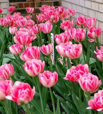 Great Bulbs and Perennials: Tulip 'Foxtrot'