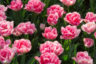 Tulipa Double Early 'Foxtrot' - Ruigrok Flowerbulbs