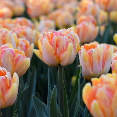 Tulipa 'foxtrot' #1 by Ann Pickford/science Photo Library