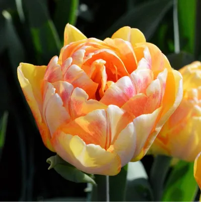 Tulipa 'Foxtrot' | At the Flower Dome, Gardens by the Bay du… | Flickr