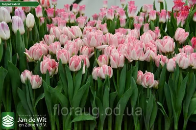 Foxtrot' Double Early Tulip, Tidig fylld tulpan (Tulipa gesneriana Stock  Photo - Alamy