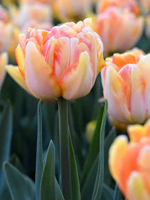 TULIPA DOUBLE LATE 'FOXTROT' 12/+ CM. (100 P.BINBOX) | Rotex Flowerbulbs BV