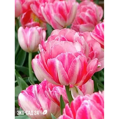 Tulip Foxy Foxtrot | DutchGrown™ | Novelty Tulip Bulbs