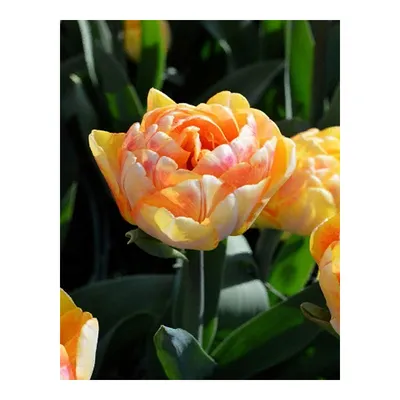 Pink peony-flowered Double Early tulips (Tulipa) Foxtrot bloom in a garden  in April Stock Photo - Alamy