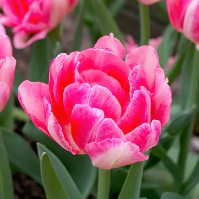 Planting - #Tulips Foxtrot #Тюльпан Фокстрот  http://www.planting.com.ua/Tulip/tyulpan-foxtrot.htm #flowers #forcing2018  #цветы #planting #тюльпаны | Facebook