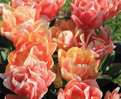 Tulipa Double Mid 'Foxy Foxtrot' Tulip from ADR Bulbs