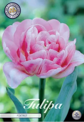 Tulip Foxy Foxtrot | DutchGrown™ | Novelty Tulip Bulbs