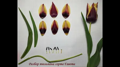 Тюльпан Gavota (Гавота)🌷 - купить луковицы и клубни в Украине | FLORIUM.UA✓