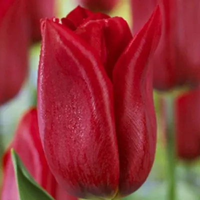 Тюльпан орфанида флава - 68 фото