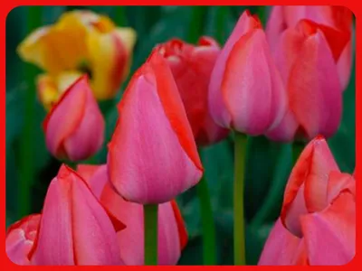 15 основных видов тюльпанов – все ли есть у вас (фото, описания, сорта) | В  цветнике (Огород.ru)