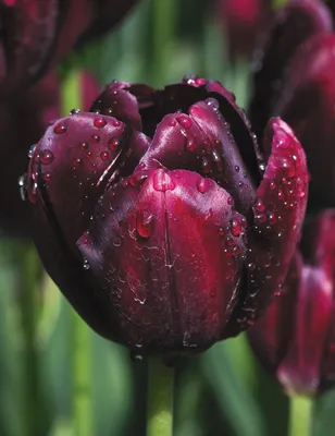 Коричневые тюльпаны (49 фото) »