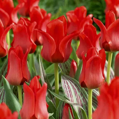 Тюльпаны Грейга Красная шапочка ( 5 шт.) купить недорого в интернет магазине