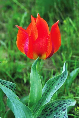 Тюльпан Грейга Микс (Tulipa Greigii Mix) - Тюльпаны Грейга - Тюльпаны -  Луковичные - Каталог - Kamelia-gardens.ru