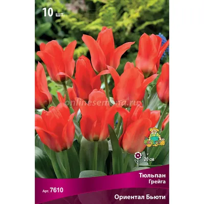 Тюльпан гибрид грейга Ориентал Бьюти 3 шт купить недорого в  интернет-магазине товаров для сада Бауцентр