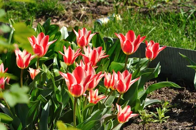 Тюльпан Грейга Квебек (Tulipa greigii Quebec) купить луковицы в Москве по  низкой цене, доставка почтой по всей России | Интернет-магазин Подворье