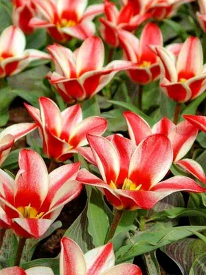 Tulipa greigii 'Casa Grande' — Тюльпан Грейга 'Casa Grande… | Flickr