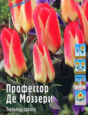 Тюльпан Грейга Ориентал Бьюти купить саженцы почтой из питомника «АГРОФОНД»