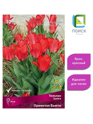 🌱 Тюльпан Грейга Red ridding hood по цене от 570 руб: луковицы, саженцы,  рассада - купить в Москве с доставкой - интернет-магазин Все Сорта