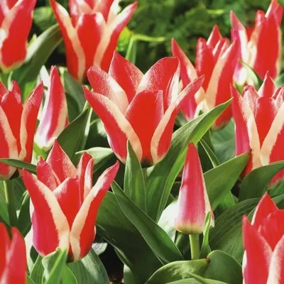 Тюльпаны низкорослые - Тюльпан грейга Профессор Де Моззери купить в  интернет-магазине с доставкой