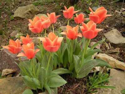 Тюльпаны Грейга - цветки внушительных размеров | Русские Семена | Дзен