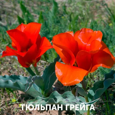 В ботсаду расцвели тюльпаны