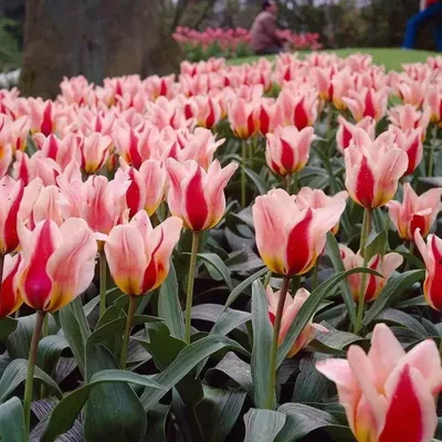 Тюльпан Грейга Плейзир (Tulipa greigii Playzer) - описание сорта, фото,  саженцы, посадка, особенности ухода. Дачная энциклопедия.