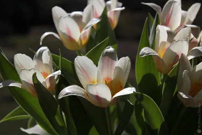 Tulipa greigii Cultivars / Тюльпан Грейга | Атлас цветущих растений