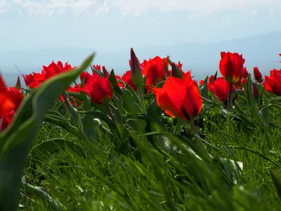 Tulipa greigii cv. — Тюльпан Грейга, сорт | Михаил | Flickr