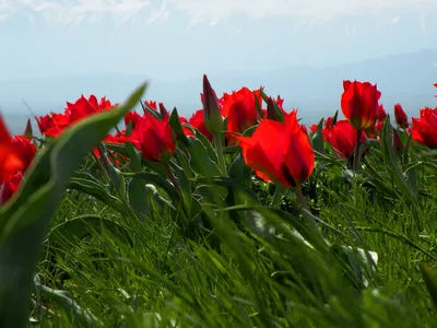 Тюльпан грейга фото фотографии