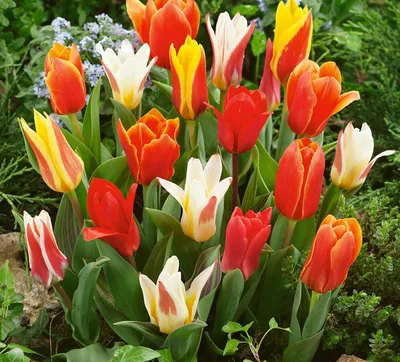 Вертикордия — Тюльпан Грейга \"Albion Star\" (Tulipa greigii)