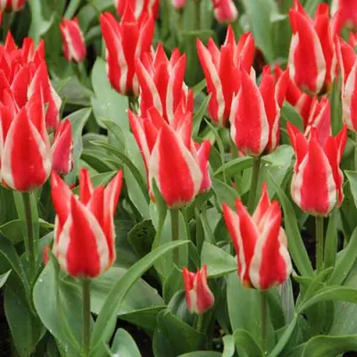 Почти в 9 миллионов тенге могут обойтись 6 тюльпанов жителю Шымкента: 21  апреля 2021, 16:23 - новости на Tengrinews.kz
