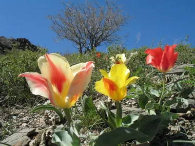 Тюльпаны Грейга | «Сад Онлайн»