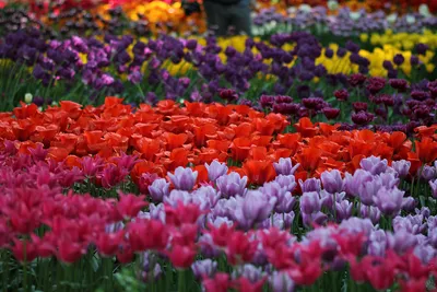 Тюльпан Грейга- сказочные цветы. | Сад и огород мечты Ольги Езер | Дзен