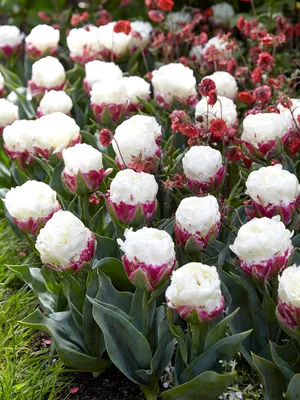 Tulip Bulbs 'Ice Cream' | Buy online at DutchGrown™