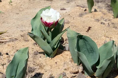 Tulipa double late Ice Cream