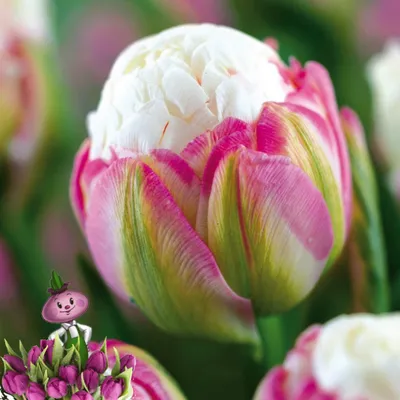 Tulipa 'Ice Cream'