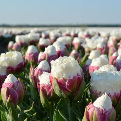 Tulip bulbs Ice Cream - just an delightful ice cream! - Tulip Store