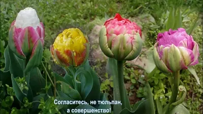 Tulipa 'Ice Cream' Double late 11 Ice Cream tulip – peony form double pale  cream flowers atop deep pink petals with green central stripe, May, UK  Stock Photo - Alamy