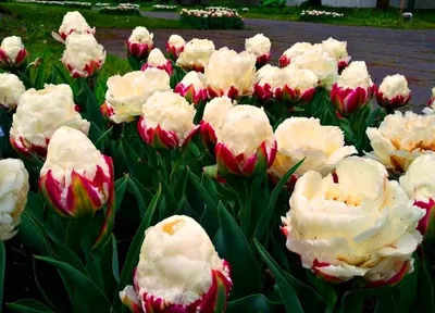 Tulipa Ice Cream - Blumenzwiebeln - 20er-Set - FloraStore