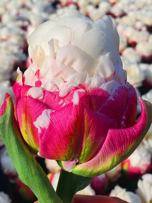 Photo Tulip Ice Cream | About-garden.com