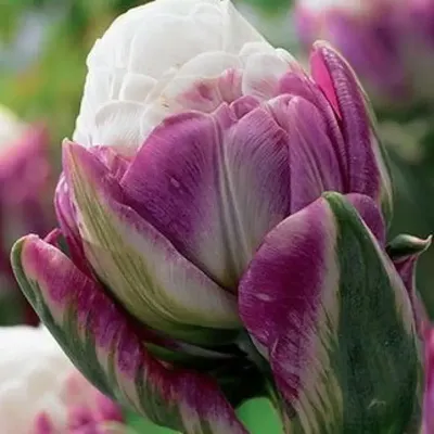 Buy Ice Cream Banana Tulip Online | Spring Bulbs | Breck's